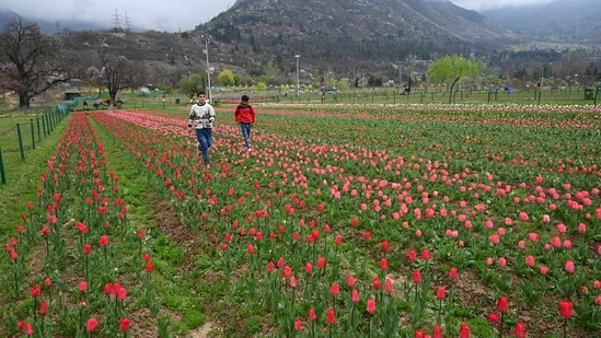The garden has other spring flowers, such as hyacinths, daffodils, muscari and cyclamens, on display, said Inam-ul-Rehman, in charge of the garden.&nbsp;(HT Photo/Waseem Andrabi)