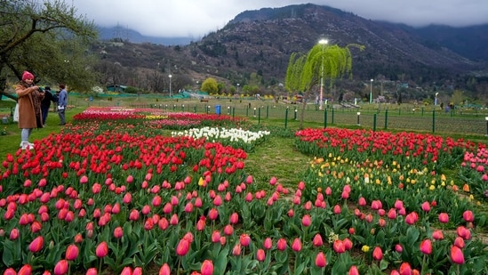 He further said that when the garden blooms fully, there will be a rainbow of tulips.&nbsp;(PTI)