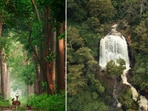 International Day of Forests 2023: The images were posted on Twitter.