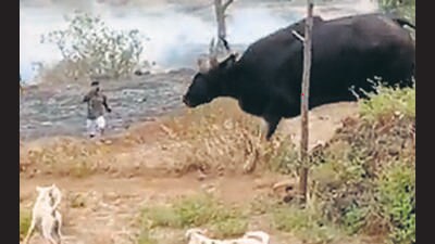 Forest dept. on alert for stray Indian bison seen in Matheran Forest dept. on alert for stray Indian bison seen in Matheran