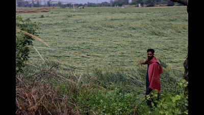 A farmer shows his damaged wheat crop at Dobh village in Rohtak district on Tuesday. Haryana chief minister Manohar Lal Khattar on Tuesday announced to conduct a special girdawari of the crops damaged due to the recent untimely rain and hailstorms. (Manoj Dhaka/HT)