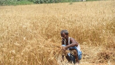 Stormy weather impacts rabi crop amid shortages. (HT Photo)