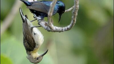Purple sunbirds (Prerna Jain) Purple sunbirds (Prerna Jain)