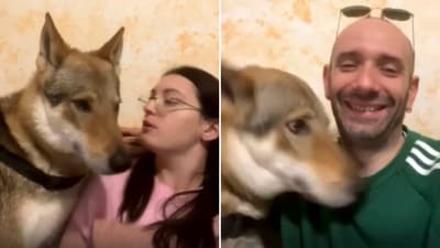 The images show the dog with its pet mom and pet dad. (Reddit/@Fivebag) The images show the dog with its pet mom and pet dad. (Reddit/@Fivebag)