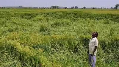 The CPI leader further asked the government to provide a sum of at least  ₹15,000 per acre to help farmers. (Representative file image)