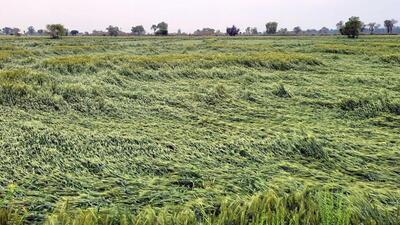 Wheat crop flattened after rain and gusty wind in Bathinda district on Monday. (Sanjeev Kumar/HT)