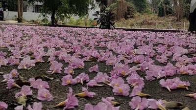 The much loved pink flowers are often confused with cherry blossoms that have their origin in Japan. (Jyothi Chincholi) The much loved pink flowers are often confused with cherry blossoms that have their origin in Japan. (Jyothi Chincholi)