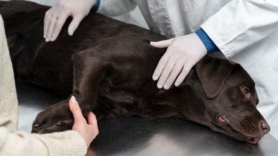 . Heat stroke is one of the common illnesses that can also affect dogs in summer. (Freepik) . Heat stroke is one of the common illnesses that can also affect dogs in summer. (Freepik)