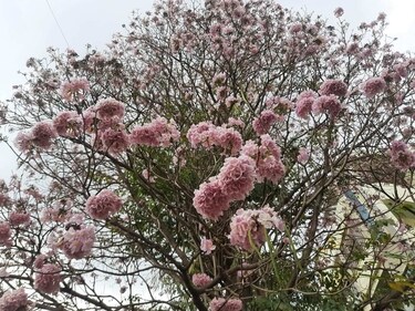 They grow in clusters and stay till April in some years. They grow in clusters and stay till April in some years.