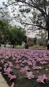 Pink trumpet trees are neotropical in nature and grow in dry weather. Pink trumpet trees are neotropical in nature and grow in dry weather.