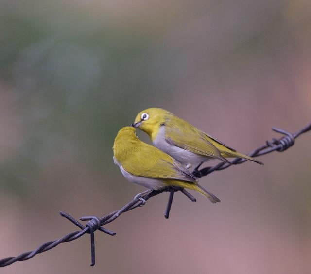 Oriental white eyes (Prerna Jain) Oriental white eyes (Prerna Jain)