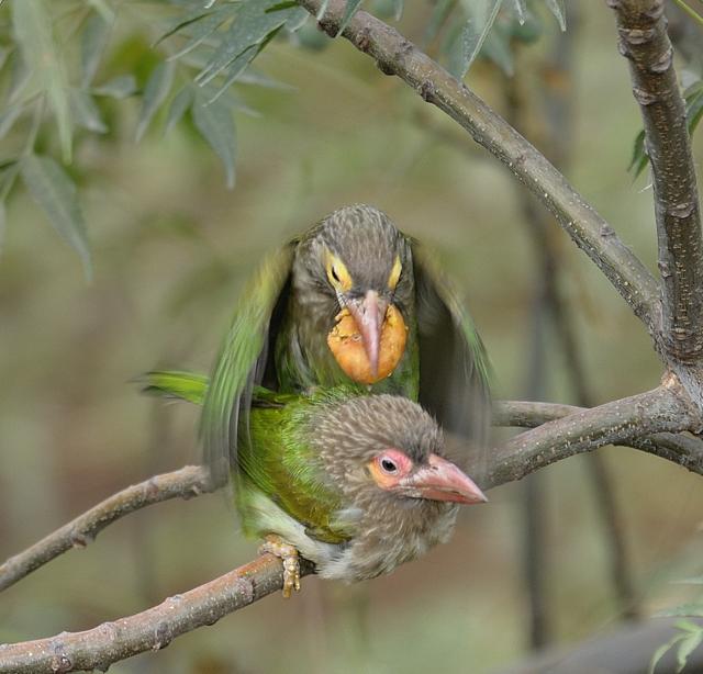 Brown headed barbets (Prerna Jain) Brown headed barbets (Prerna Jain)