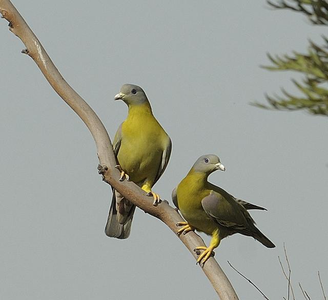 Yellow footed green pigeons (Prerna Jain) Yellow footed green pigeons (Prerna Jain)