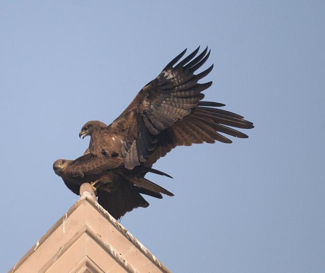Black kites (Prerna Jain) Black kites (Prerna Jain)