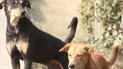 According to the bye law, a certificate from a veterinary doctor confirming its vaccination for rabies must be submitted. (Representative file image) According to the bye law, a certificate from a veterinary doctor confirming its vaccination for rabies must be submitted. (Representative file image)