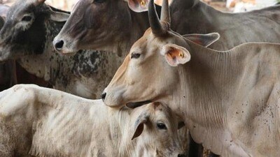 Nagar Nigam veterinary officer Dr Vijay Amrit Raj said the cattle owners in the area were given notices to not leave the animals on the road but they repeated the offence. (Pic for representation)