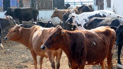 Rural development and panchayati raj department constructed 77 cattle sheds in 20 government cattle ponds in the state, which have around 10,024 stray cattle, the minister said. (HT File Photo)