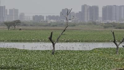 The LG called for seamless inter-state coordination between Delhi and Haryana to clean the lake. (HT ArchiveT) The LG called for seamless inter-state coordination between Delhi and Haryana to clean the lake. (HT ArchiveT)
