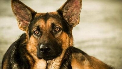 Many people tend to hit the panic button in such situations and fail to take into account that the dog can be pacified if the right steps are taken at the right time. (HT File) Many people tend to hit the panic button in such situations and fail to take into account that the dog can be pacified if the right steps are taken at the right time. (HT File)