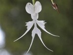 The plant, with its spiralling blossoms, was even mentioned in Japan's oldest anthology of poems, the eighth-century 