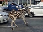 Officials managed to trap the zebra, which escaped from a Seoul zoo, and gave it anesthetic muscle relaxants, (Twitter) Officials managed to trap the zebra, which escaped from a Seoul zoo, and gave it anesthetic muscle relaxants, (Twitter)