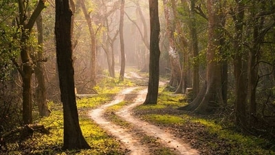 Pobitora Wildlife Sanctuary Sacred Grove, Assam: The Pobitora Wildlife Sanctuary in Assam is known for its population of one-horned rhinoceroses. It is also home to a sacred grove that is believed to be a sanctuary for the goddess Durga. The grove is an important pilgrimage site for Hindus in the region. (Instagram/@sachin_bharali) Pobitora Wildlife Sanctuary Sacred Grove, Assam: The Pobitora Wildlife Sanctuary in Assam is known for its population of one-horned rhinoceroses. It is also home to a sacred grove that is believed to be a sanctuary for the goddess Durga. The grove is an important pilgrimage site for Hindus in the region. (Instagram/@sachin_bharali)