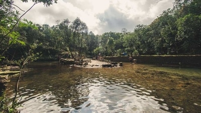 Thangbuli Sacred Grove, Manipur: Thangbuli Sacred Grove is located near the town of Tamenglong in Manipur. It is believed to be a sacred grove of the Zeliangrong tribe, and is home to several rare and endangered species of plants and animals. The grove is also an important source of medicinal plants for the local community. (Instagram/@magnificent_meghalaya) Thangbuli Sacred Grove, Manipur: Thangbuli Sacred Grove is located near the town of Tamenglong in Manipur. It is believed to be a sacred grove of the Zeliangrong tribe, and is home to several rare and endangered species of plants and animals. The grove is also an important source of medicinal plants for the local community. (Instagram/@magnificent_meghalaya)