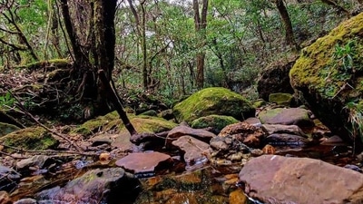 Mawphlang Sacred Grove, Meghalaya: The Mawphlang Sacred Grove is located near the town of Shillong in Meghalaya. It is believed to be one of the oldest and largest sacred groves in the region and is considered to be a living museum of the Khasi people's culture and tradition. The grove is home to a wide variety of flora and fauna, including some rare and endangered species. (Instagram/@unexplorednortheast) Mawphlang Sacred Grove, Meghalaya: The Mawphlang Sacred Grove is located near the town of Shillong in Meghalaya. It is believed to be one of the oldest and largest sacred groves in the region and is considered to be a living museum of the Khasi people's culture and tradition. The grove is home to a wide variety of flora and fauna, including some rare and endangered species. (Instagram/@unexplorednortheast)