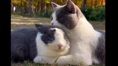 Cat and rabbit being friends. (Twitter/@buitengebieden)