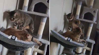The image, taken from the Reddit video, shows the cats. (Reddit/@CatMom03)