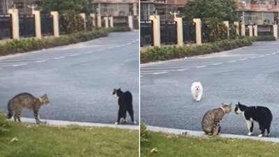 The image is taken from the video that shows two cats and a dog. (Reddit/@Fivebag) The image is taken from the video that shows two cats and a dog. (Reddit/@Fivebag)