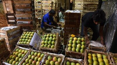 With Gudi Padwa, 50,000 Alphonso mangoes enter APMC market at Turbhe . in Navi Mumbai, India, on Wednesday, March 22, 2023. (Bachchan Kumar/ HT PHOTO) With Gudi Padwa, 50,000 Alphonso mangoes enter APMC market at Turbhe . in Navi Mumbai, India, on Wednesday, March 22, 2023. (Bachchan Kumar/ HT PHOTO)