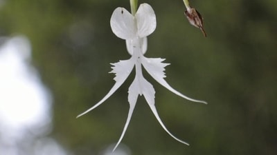 The plant, with its spiralling blossoms, was even mentioned in Japan's oldest anthology of poems, the eighth-century "Manyoshu". (Representational Image) ((Dhiraj Bhaisare / ARRS))