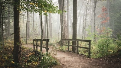 The Northeast region of India is known for its rich biodiversity and unique cultural heritage, which is reflected in the region's many sacred groves. Here are some of the sacred groves of Northeast India that are worth visiting: (Representative Image (Unsplash)) The Northeast region of India is known for its rich biodiversity and unique cultural heritage, which is reflected in the region's many sacred groves. Here are some of the sacred groves of Northeast India that are worth visiting: (Representative Image (Unsplash))