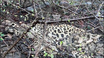 Leopard carcass found near Bandhwari landfill site Leopard carcass found near Bandhwari landfill site