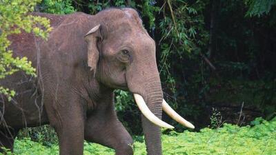 According to local residents in Munnar and Chinnakanal, the rogue elephant has attacked more than 60 houses and shops and trampled eight people to death (Representative Photo) According to local residents in Munnar and Chinnakanal, the rogue elephant has attacked more than 60 houses and shops and trampled eight people to death (Representative Photo)
