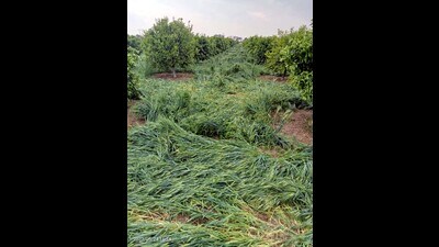 Amid rain, a tornado hit Baikainwala village, situated 17km from Fazilka, causing damage to several houses, uprooting trees and damaging kinnow orchard. (HT Photo)