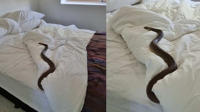 Poisonous snake was found on a woman's bed in Australia. (Facebook/@Zachery's Snake and Reptile Relocation) Poisonous snake was found on a woman's bed in Australia. (Facebook/@Zachery's Snake and Reptile Relocation)