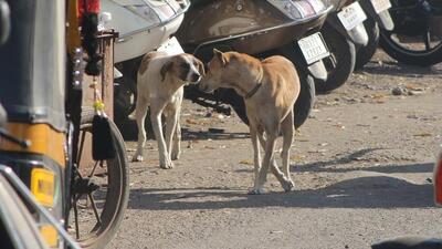 Rabies is an almost 100% fatal disease and is responsible for significant number of deaths in the human and animal population in India. (REPRESENTATIVE PHOTO) Rabies is an almost 100% fatal disease and is responsible for significant number of deaths in the human and animal population in India. (REPRESENTATIVE PHOTO)