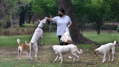 Taking into consideration the demand of a large community of dog lovers in the city, the PMC plans to erect the garden soon (REPRESENTATIVE PHOTO)