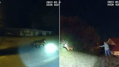 The image taken from the Facebook video shows the ‘low-speed’ foot pursuit of the cops for a pony. (Facebook/@Tuscaloosa Police Department) The image taken from the Facebook video shows the ‘low-speed’ foot pursuit of the cops for a pony. (Facebook/@Tuscaloosa Police Department)
