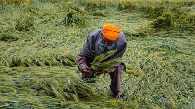 Wheat crop affected due to rain and strong winds near Amritsar. (PTI) Wheat crop affected due to rain and strong winds near Amritsar. (PTI)