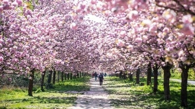 Cherry blossom season in Berlin in 2020 (picture-alliance/Rainer Keuenhof) Cherry blossom season in Berlin in 2020 (picture-alliance/Rainer Keuenhof)