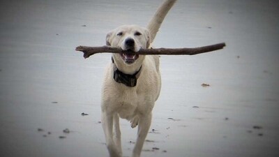 Shirin says a training is more effective and comfortable for pets when it is done keeping their genetics in mind. (Pixabay) Shirin says a training is more effective and comfortable for pets when it is done keeping their genetics in mind. (Pixabay)