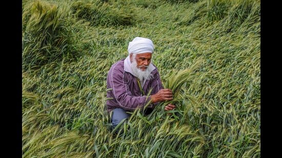 A farmer inspects the damages of his wheat crop flattened by strong winds and rains, on the outskirts of Amritsar. (PTI Photo)