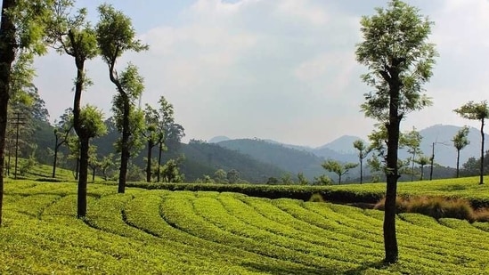 7. Munnar: Munnar is a beautiful hill station in Kerala. This place is known for its tea plantations, scenic beauty, and pleasant weather. The best time to visit Munnar is between August and May.(Pixabay)