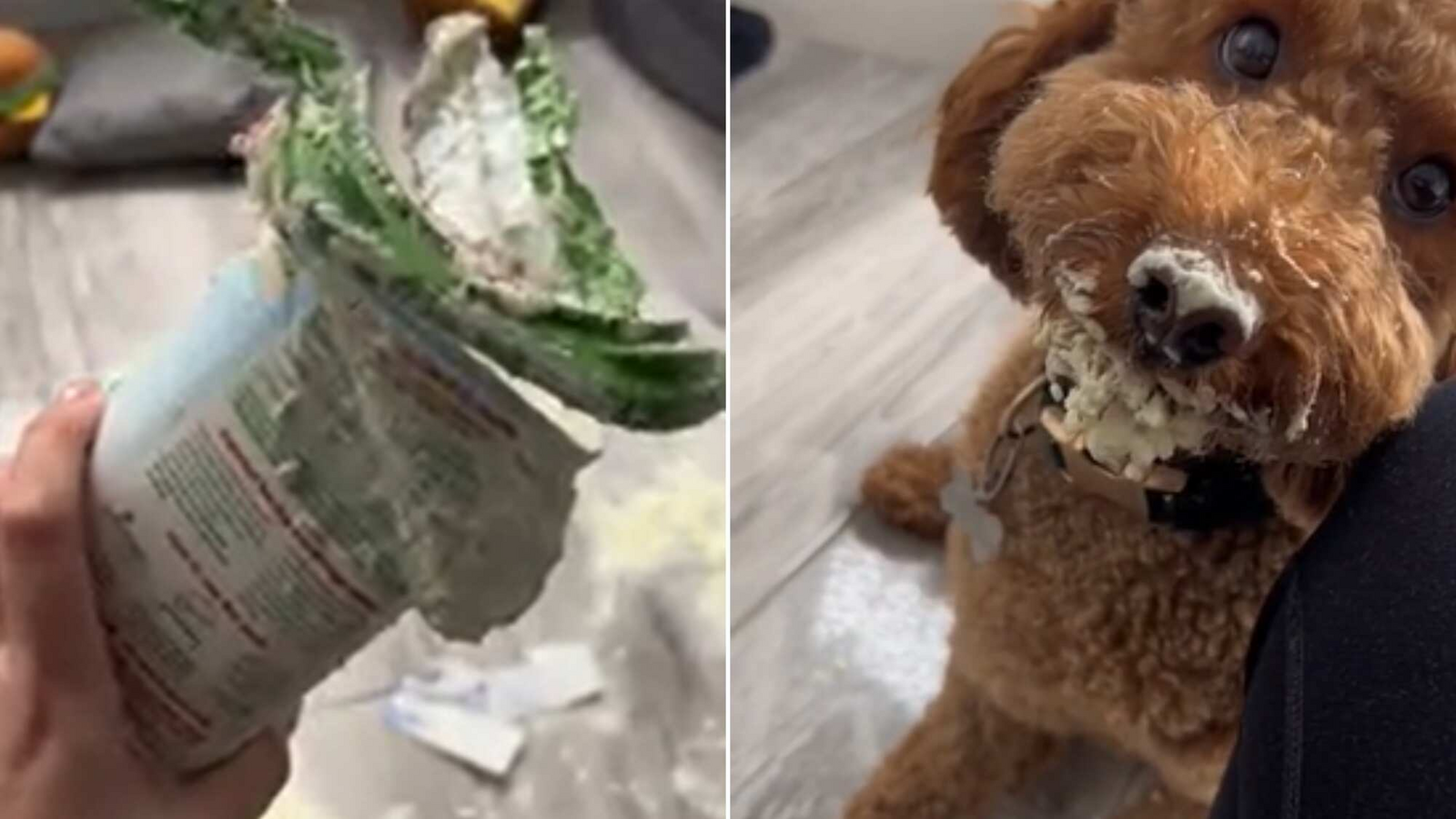 Dog reacts to being called ‘naughty boy’ after it destroys food packet ...