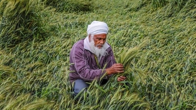 A farmer inspects the damages of his wheat crop flattened by strong winds and rains, on the outskirts of Amritsar. (PTI Photo) A farmer inspects the damages of his wheat crop flattened by strong winds and rains, on the outskirts of Amritsar. (PTI Photo)