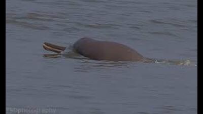 According to an estimate, there are about 2,000 gangetic dolphins in different rivers in India. (HT Photo) According to an estimate, there are about 2,000 gangetic dolphins in different rivers in India. (HT Photo)