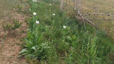 Panchkula police found opium being cultivated illegally in Bunga village and seized 128 plants in full bloom. (Sant Arora/HT)